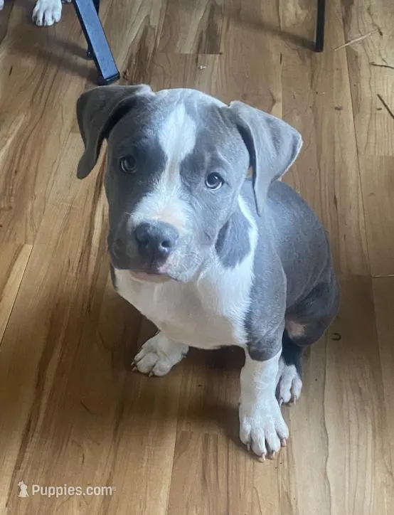 Winnie – American Pit Bull Terrier puppy for sale in Ann Arbor, MI