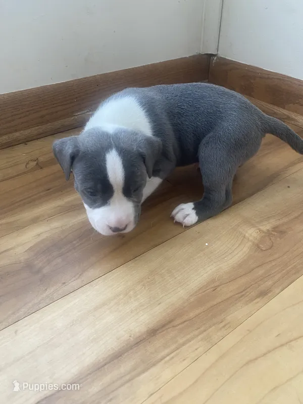Kujo – American Pit Bull Terrier puppy for sale in Ann Arbor, MI