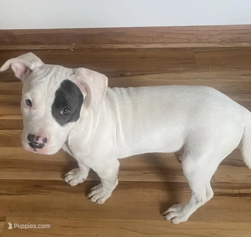 Purdy – American Pit Bull Terrier puppy for sale in Ann Arbor, MI
