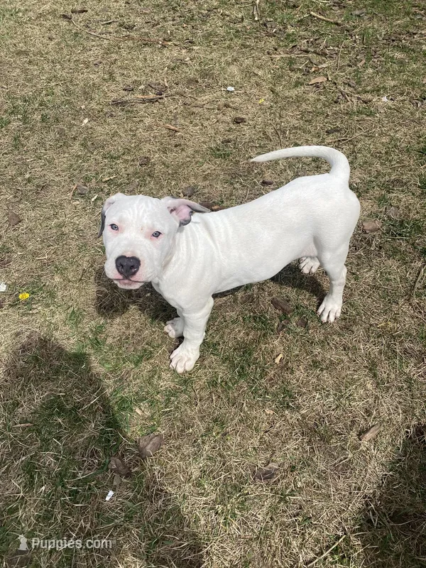 Joker – American Pit Bull Terrier puppy for sale in Ann Arbor, MI