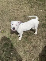 Joker, a male American Pit Bull Terrier for sale in Ann Arbor, MI – Photo 1 of 3