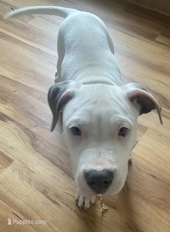 Joker – American Pit Bull Terrier puppy for sale in Ann Arbor, MI