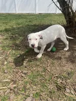 Joker, a male American Pit Bull Terrier for sale in Ann Arbor, MI – Photo 2 of 3