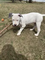 Joker, a male American Pit Bull Terrier for sale in Ann Arbor, MI – Photo 3 of 3