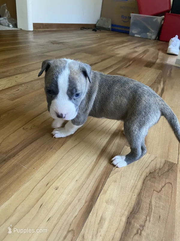 Sandy – American Pit Bull Terrier puppy for sale in Ann Arbor, MI