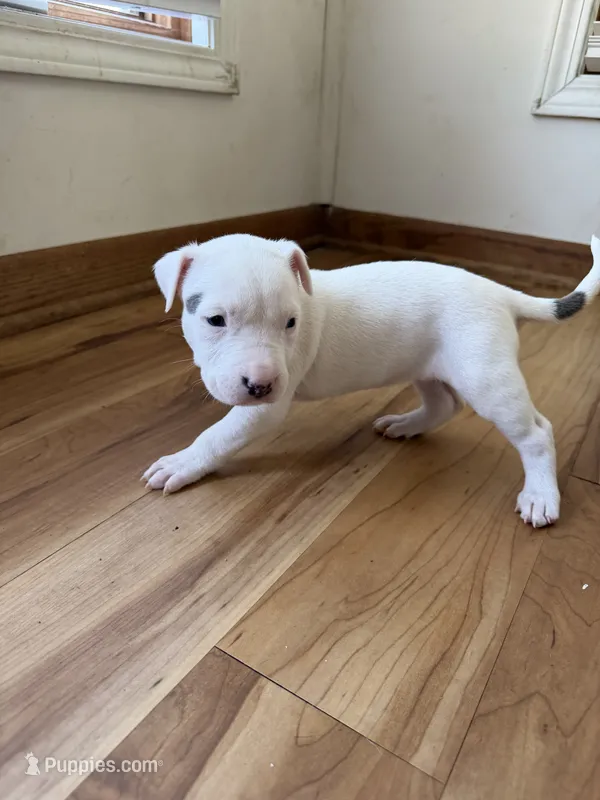 Snow – American Pit Bull Terrier puppy for sale in Ann Arbor, MI