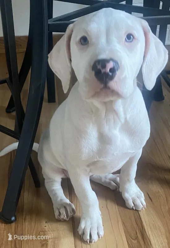 Lady – American Pit Bull Terrier puppy for sale in Ann Arbor, MI