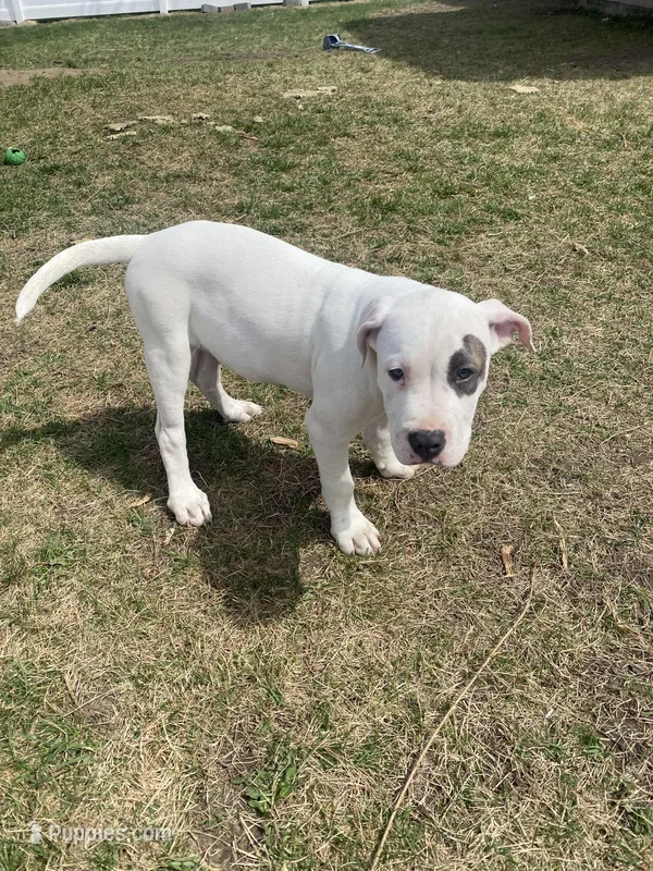 Pongo – American Pit Bull Terrier puppy on hold in Ann Arbor, MI