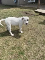 Pongo, a male American Pit Bull Terrier for sale in Ann Arbor, MI – 2 of 3
