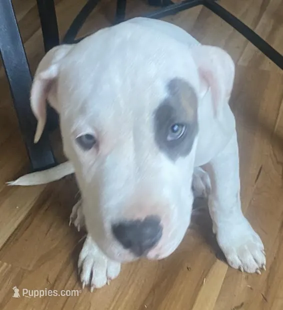 Pongo – American Pit Bull Terrier puppy for sale in Ann Arbor, MI