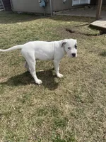 Pongo, a male American Pit Bull Terrier for sale in Ann Arbor, MI – 3 of 3