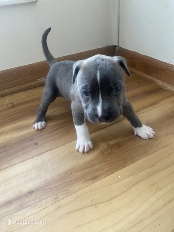 Timber – American Pit Bull Terrier puppy for sale in Ann Arbor, MI