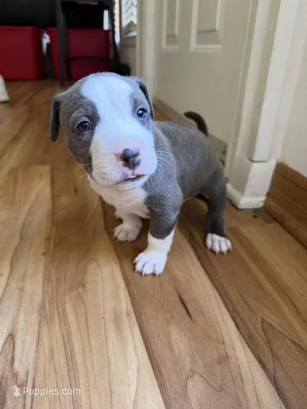 Tank – American Pit Bull Terrier puppy for sale in Ann Arbor, MI