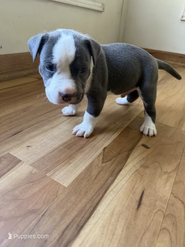 Spott – American Pit Bull Terrier puppy for sale in Ann Arbor, MI