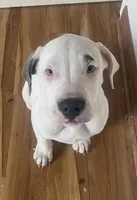 Blade, a male American Pit Bull Terrier for sale in Ann Arbor, MI – 1 of 1
