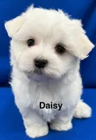 Daisy, a female Maltese for sale in Phillipsburg, MO – 6 of 10