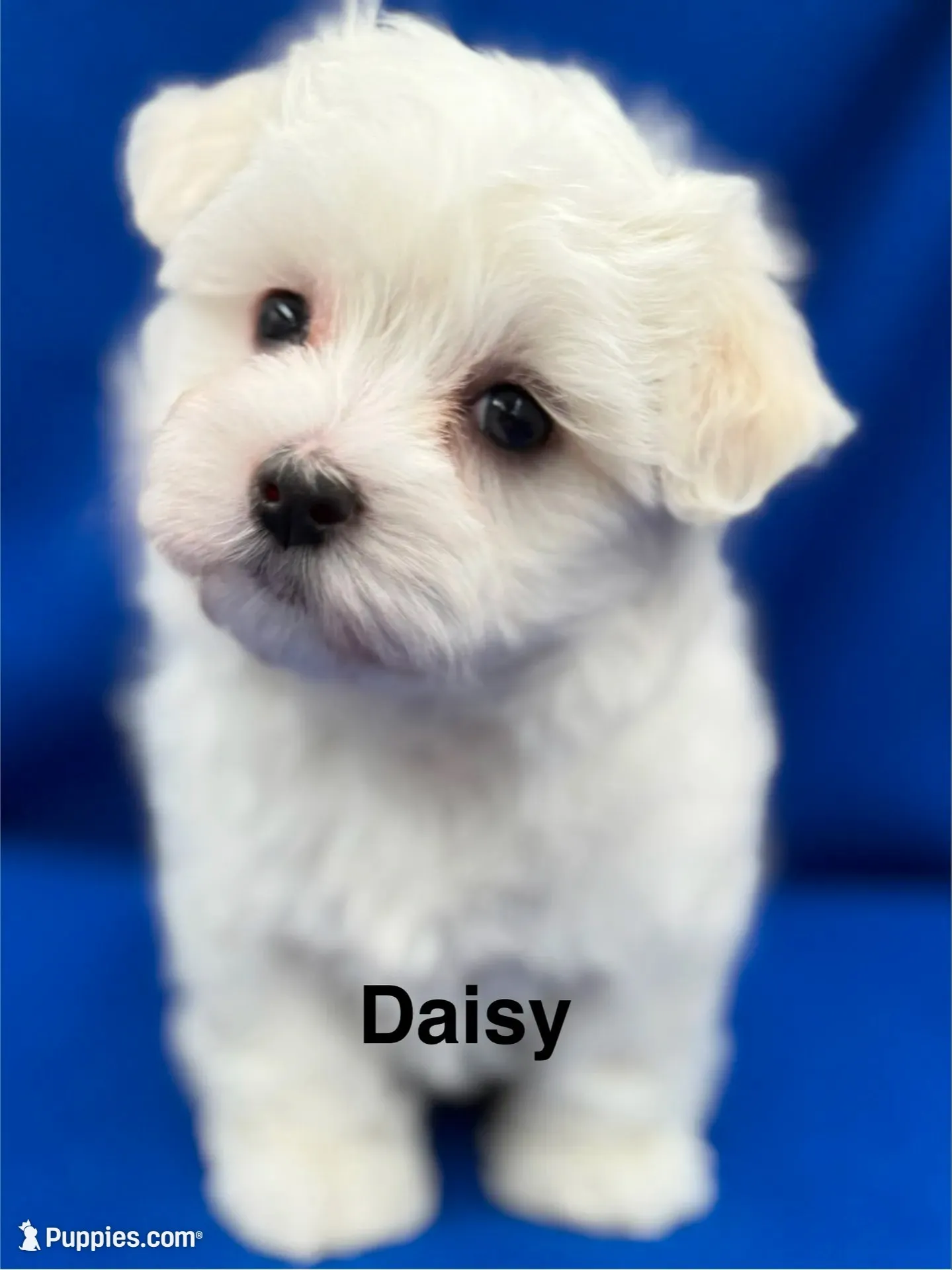 Daisy, a female Maltese for sale in Phillipsburg, MO – 4 of 10