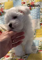 Dalton, a male Maltese for sale in Phillipsburg, MO – 6 of 10