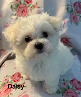 Daisy, a female Maltese for sale in Phillipsburg, MO – 2 of 8