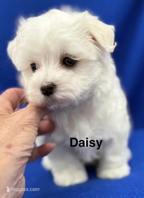 Daisy – Maltese puppy for sale in Phillipsburg, MO