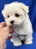 Daisy, a female Maltese for sale in Phillipsburg, MO – 2 of 10