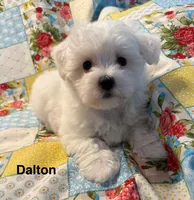 Dalton, a male Maltese for sale in Phillipsburg, MO – 7 of 10