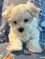 Tyler, a male Maltese for sale in Phillipsburg, MO – 8 of 9