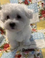 Dalton, a male Maltese for sale in Phillipsburg, MO – 3 of 10