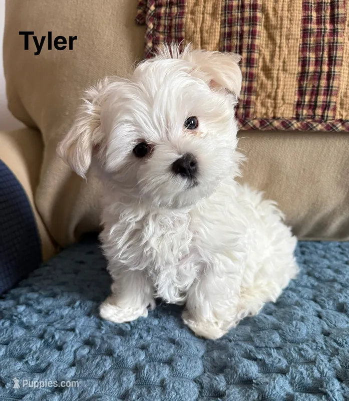 Tyler – Maltese puppy for sale in Phillipsburg, MO