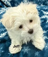 Jeff, a male Maltese for sale in Phillipsburg, MO – Photo 9 of 10