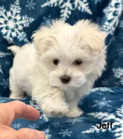 Jeff, a male Maltese for sale in Phillipsburg, MO – Photo 1 of 10