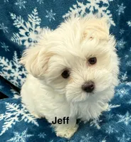 Jeff, a male Maltese for sale in Phillipsburg, MO – Photo 4 of 10