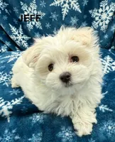 Jeff, a male Maltese for sale in Phillipsburg, MO – Photo 8 of 10