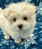 Jeff, a male Maltese for sale in Phillipsburg, MO – Photo 2 of 10