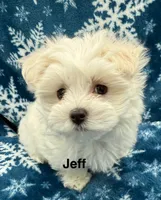 Jeff, a male Maltese for sale in Phillipsburg, MO – Photo 6 of 10