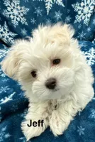 Jeff, a male Maltese for sale in Phillipsburg, MO – Photo 7 of 10