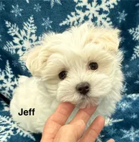 Jeff, a male Maltese for sale in Phillipsburg, MO – Photo 3 of 10