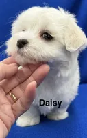 Daisy, a female Maltese for sale in Phillipsburg, MO – 9 of 10