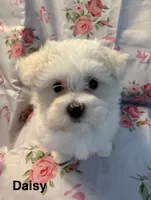 Daisy, a female Maltese for sale in Phillipsburg, MO – 8 of 8