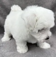 Dalton, a male Maltese for sale in Phillipsburg, MO – 10 of 10
