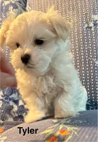 Tyler, a male Maltese for sale in Phillipsburg, MO – 5 of 9