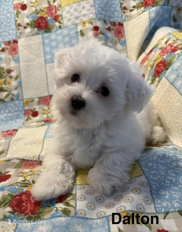 Dalton – Maltese puppy for sale in Phillipsburg, MO
