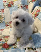 Dalton, a male Maltese for sale in Phillipsburg, MO – 1 of 10