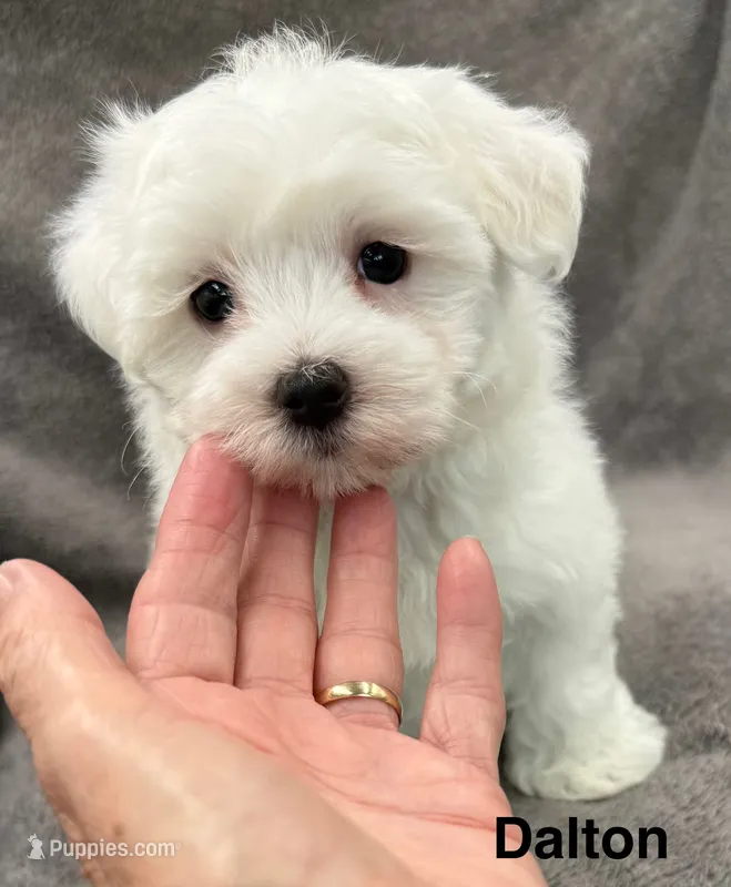 Dalton – Maltese puppy for sale in Phillipsburg, MO