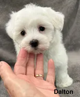 Dalton, a male Maltese for sale in Phillipsburg, MO – 3 of 10