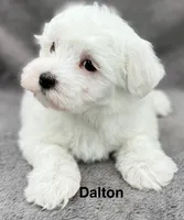 Dalton, a male Maltese for sale in Phillipsburg, MO – 8 of 10