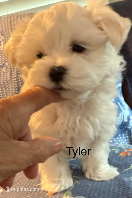 Tyler – Maltese puppy for sale in Phillipsburg, MO