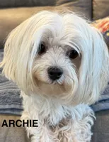 Archie, a male Maltese for sale in Phillipsburg, MO – 2 of 3