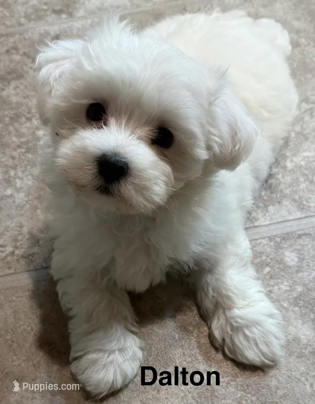 Dalton – Maltese puppy for sale in Phillipsburg, MO