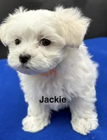 Jackie, a female Maltese for sale in Phillipsburg, MO – Photo 3 of 8